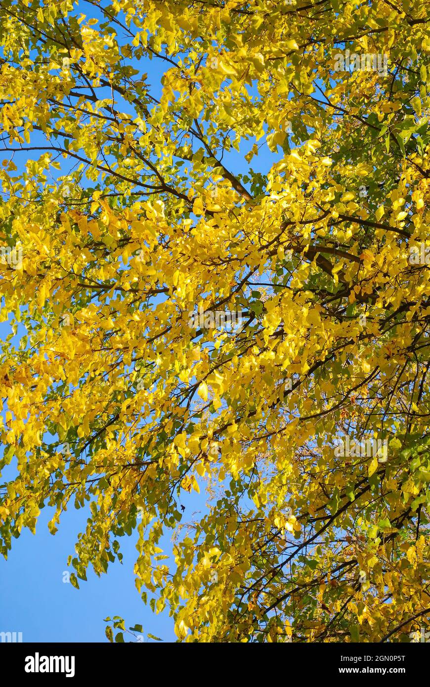 Schöner gelber Pappelbaum. Gelber Herbst. #Herbstlaub. United Kindom, UK, Kanada, USA, USA, Europa, EU Stockfoto