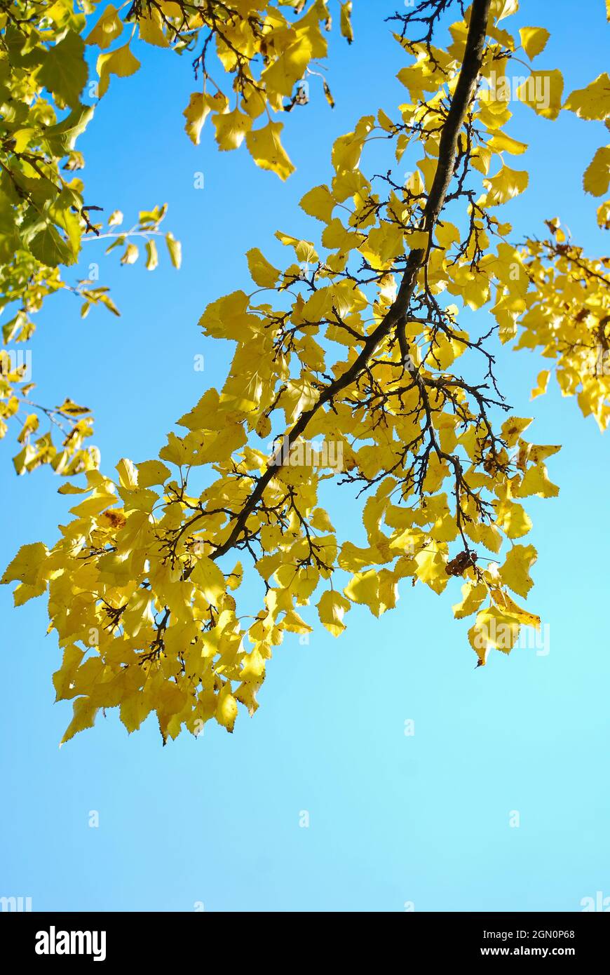 Schöner gelber Pappelbaum. Gelber Herbst. #Herbstlaub. United Kindom, UK, Kanada, USA, USA, Europa, EU Stockfoto