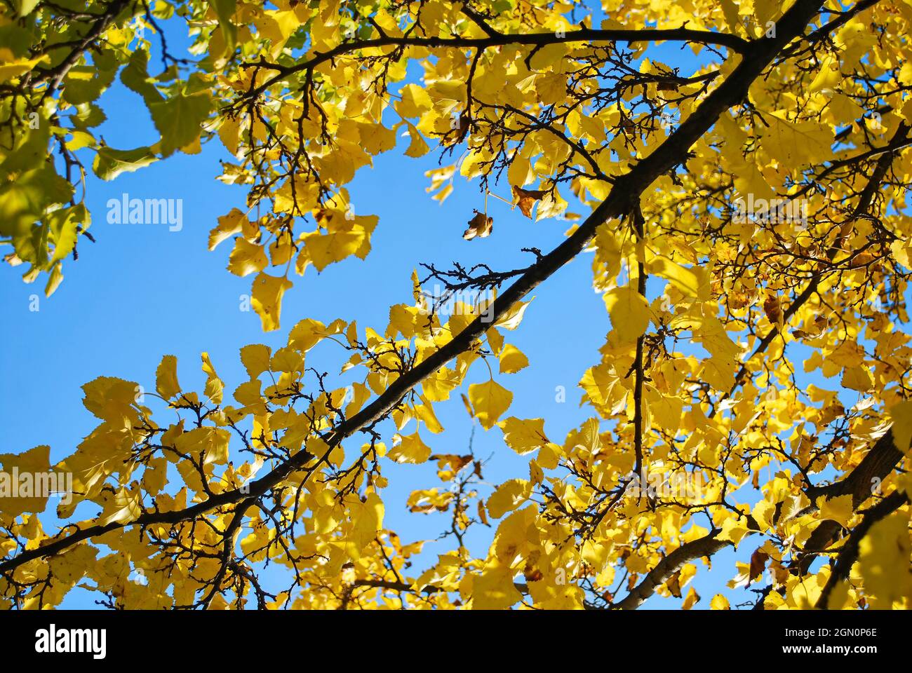 Schöner gelber Pappelbaum. Gelber Herbst. #Herbstlaub. United Kindom, UK, Kanada, USA, USA, Europa, EU Stockfoto