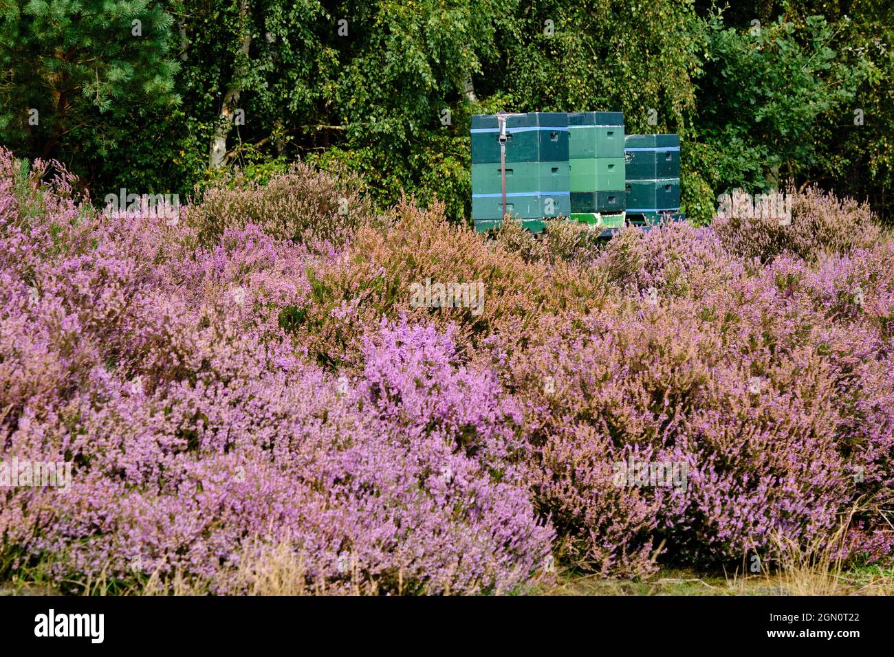 Violett-Rosa-Grau mit Bienenstöcken. Heide- und Waldgebiet namens Den Treek Henschoten, Teil des Utrechtse Heuvelrug, Utrecht Hill Ridge.National p Stockfoto