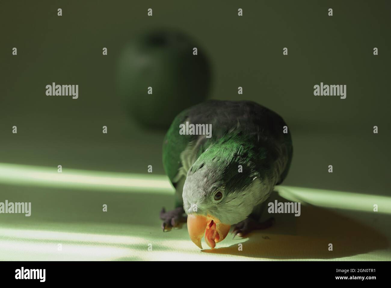 Heimischer grüner Papageienmönch steht in der Sonne und öffnet seinen Schnabel. Nahaufnahme. Stockfoto