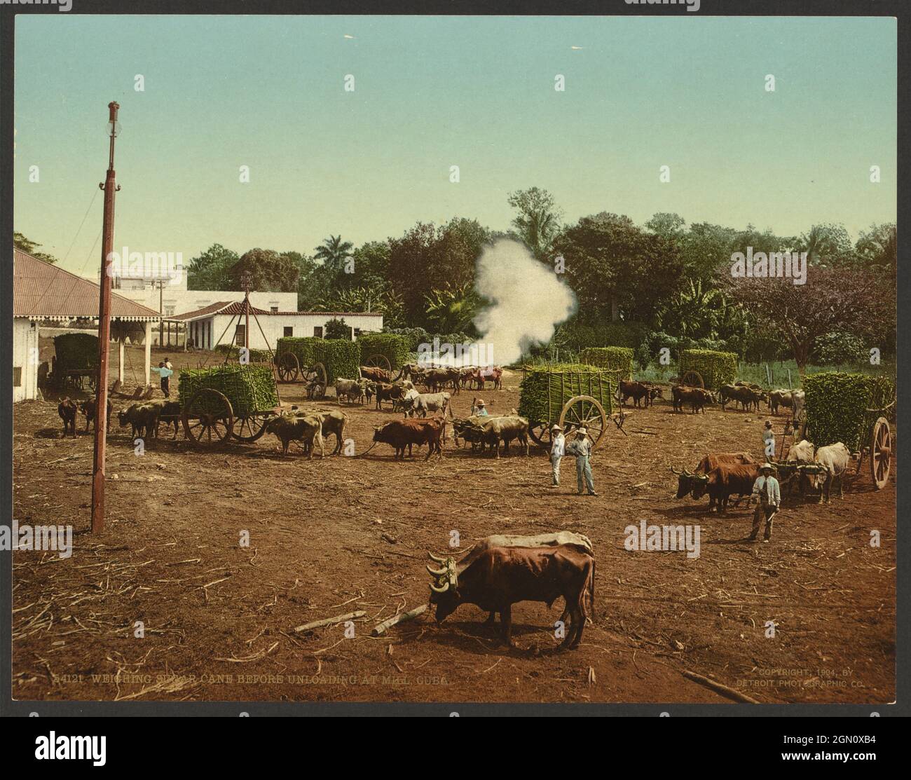 Wiegen von Zuckerrohr vor dem Entladen in einer Mühle in Kuba c. 1904 Stockfoto