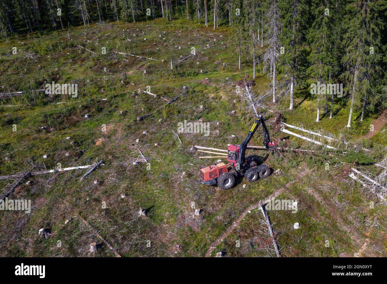 Walderntemaschine reinigt frisch geschnittenen Baum von Ästen, vollautomatische Maschine im Wald, Top-down-Luftbild Stockfoto