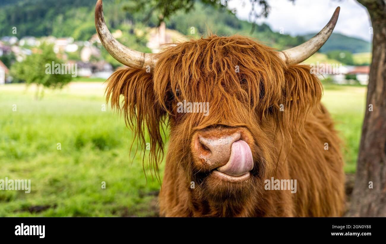 Highland Kuh auf der Wiese im Kinzigtal, Schwarzwald, Deutschland Stockfoto