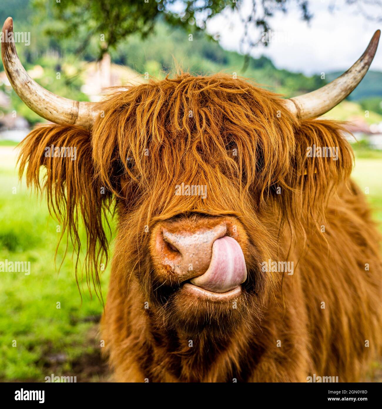 Highland Kuh auf der Wiese im Kinzigtal, Schwarzwald, Deutschland Stockfoto