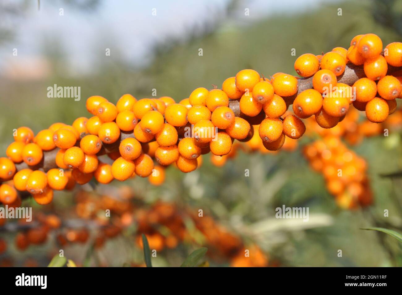 Die reifen Sanddornbeeren auf dem Ast. Stockfoto