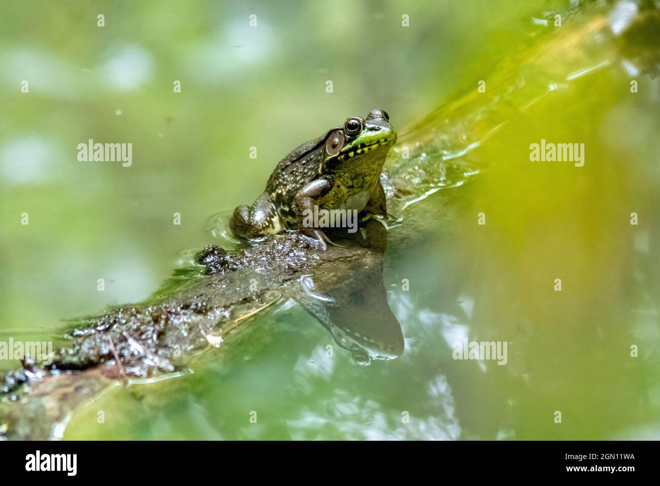 Männlicher Grüner Frosch (Lithobates clamitans oder Rana clamitans) - Pisgah National Forest - Brevard, North Carolina, USA Stockfoto