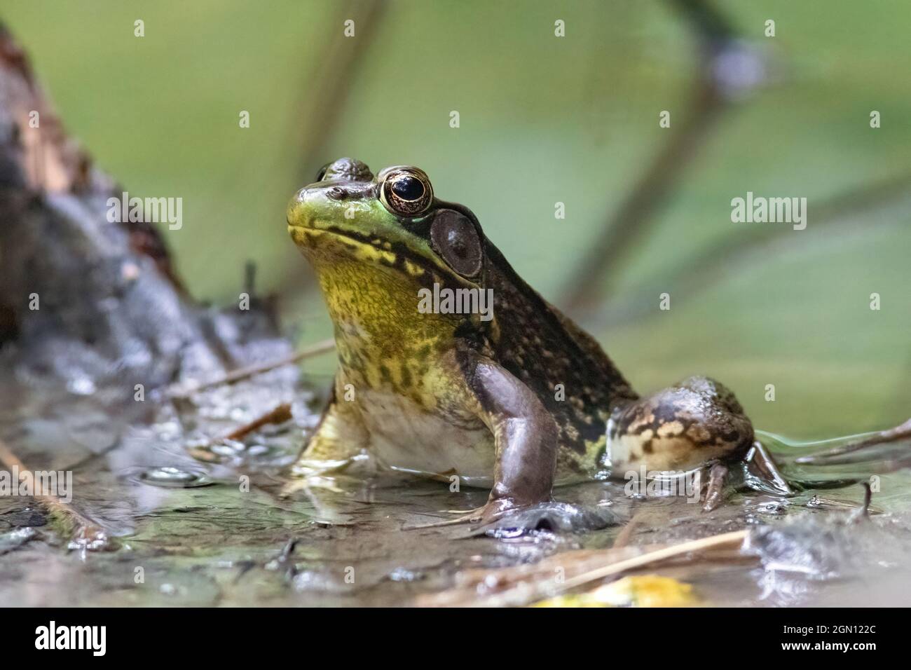 Männlicher Grüner Frosch (Lithobates clamitans oder Rana clamitans) - Pisgah National Forest - Brevard, North Carolina, USA Stockfoto