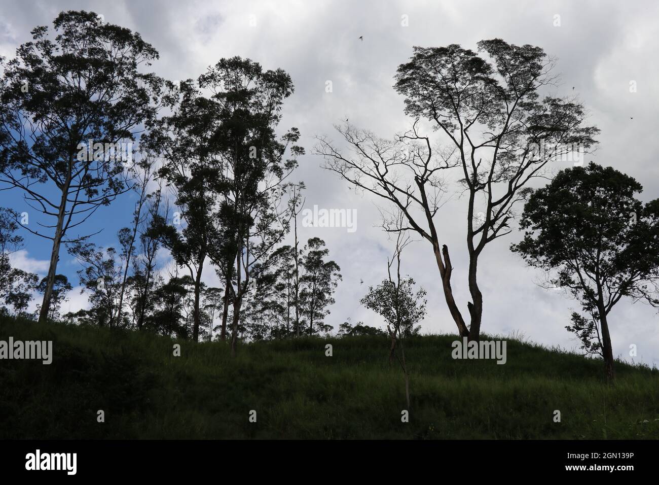 Bäume auf dem Berg und der blaue Himmel im Hintergrund Stockfoto