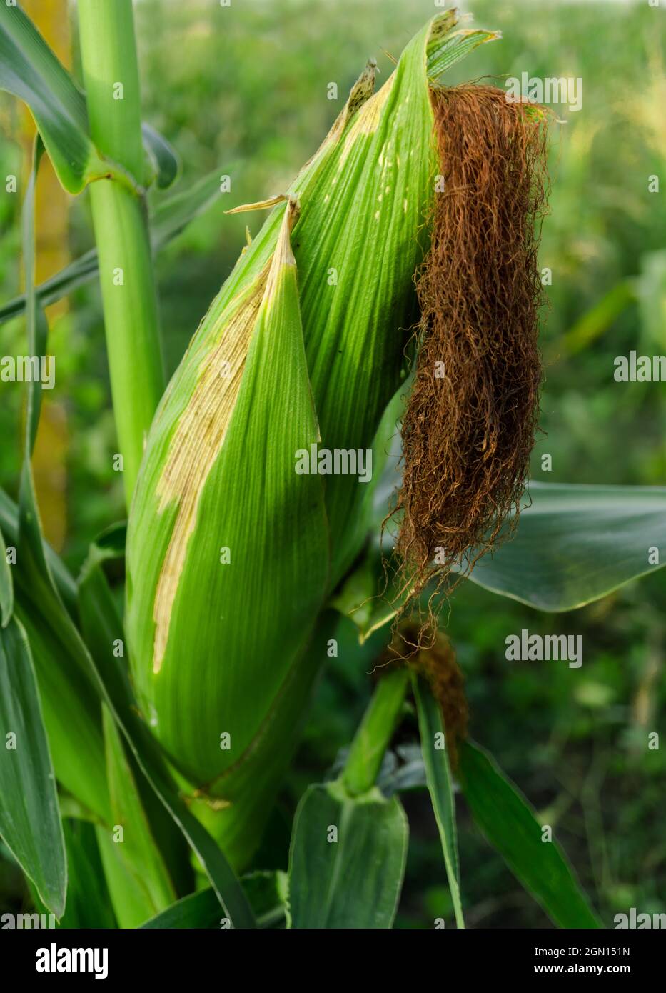 Junger Mais mit einem reifenden Kohlkopf auf dem Stamm einer Pflanze auf einem Feld vor dem Hintergrund grüner Vegetation Stockfoto