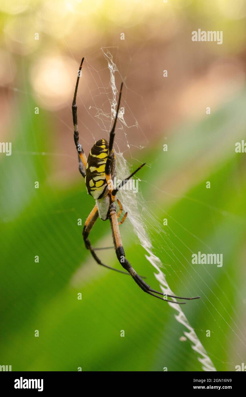 Argiope aurantia Spinne sitzt in seinem Netz. Stockfoto