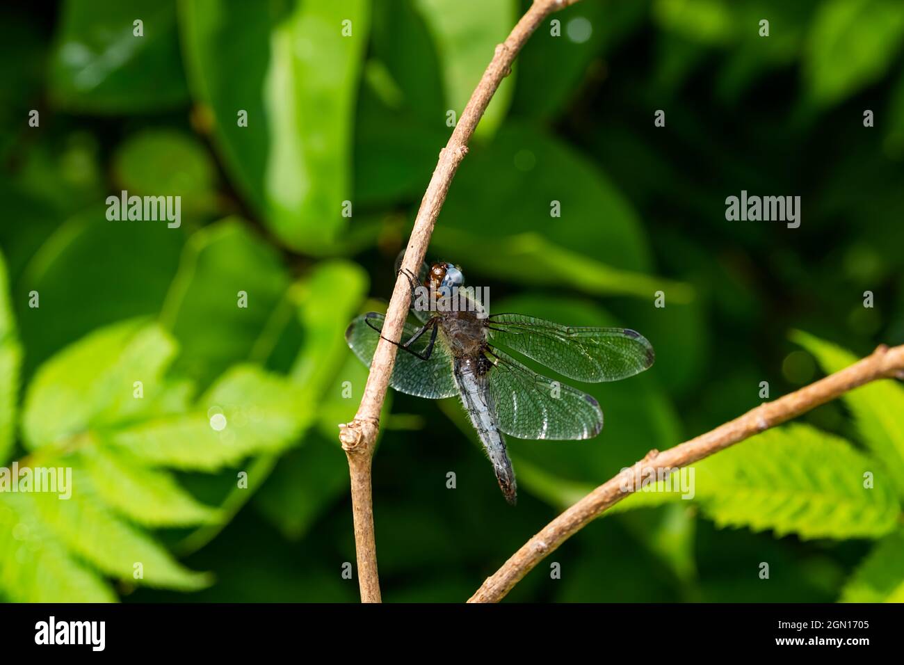 Nahaufnahme der ruhenden Libelle auf einem Ast im Sommer. Stockfoto