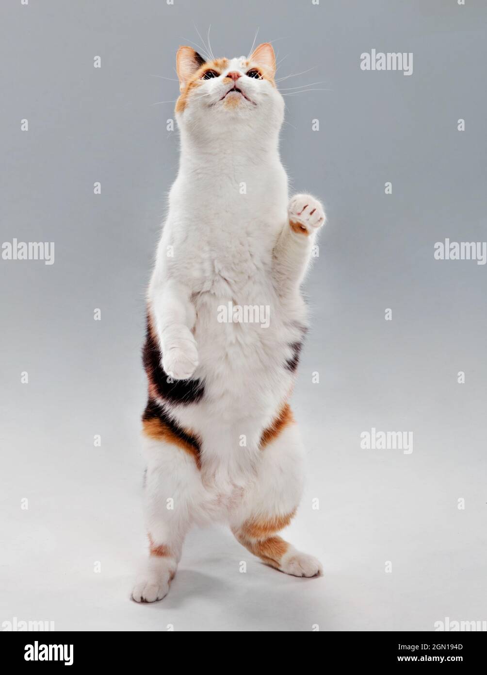 Studioportrait einer Calico-Katze, die lächelnd auf zwei Beinen steht und nach oben blickt. Stockfoto