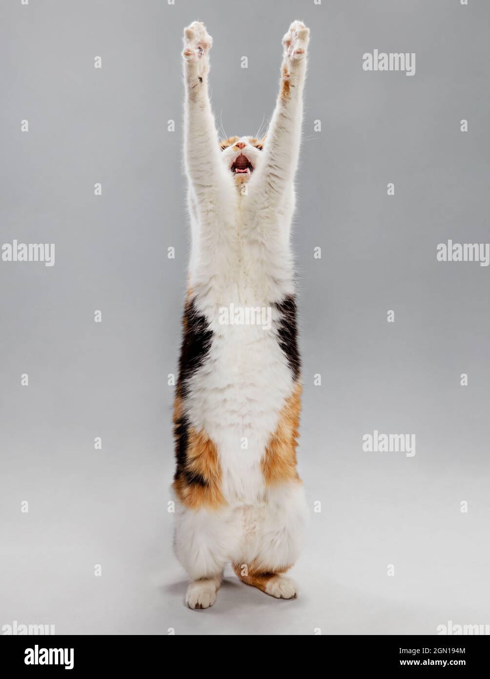 Studioporträt einer Calico-Katze, die auf zwei Beinen steht, mit erhobenen Armen und offenem Mund. Stockfoto
