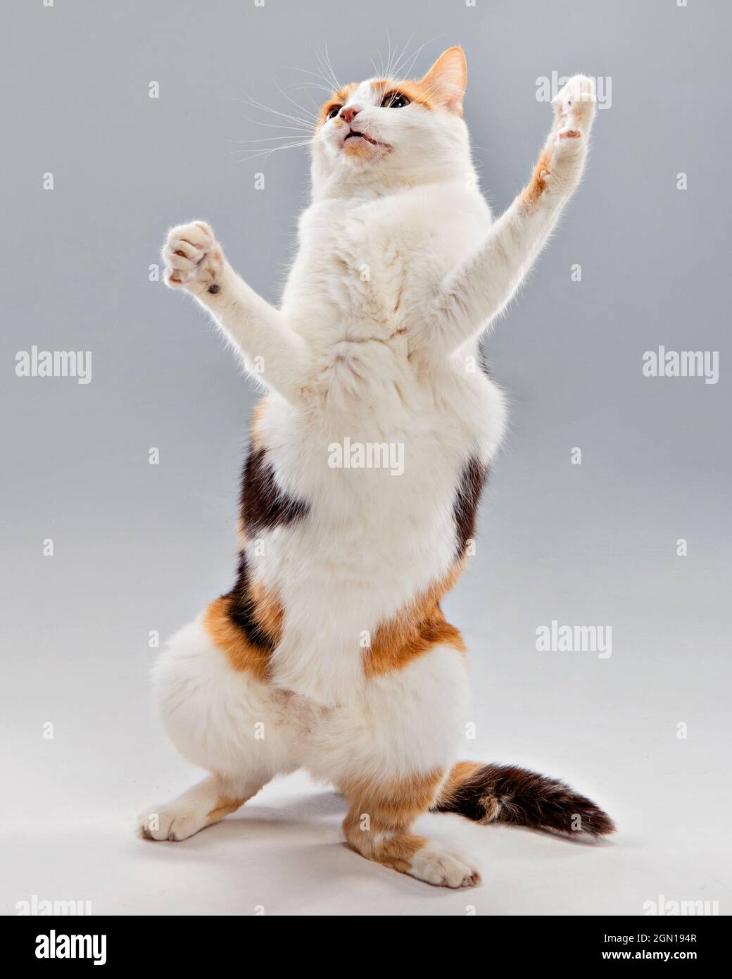 Studioportrait einer Calico-Katze, die unbeholfen auf zwei Beinen steht, mit einem humorvollen Ausdruck. Stockfoto