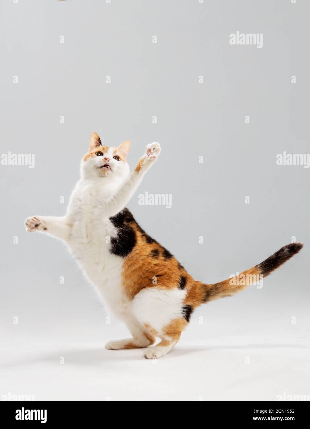 Calico Katze steht auf zwei Beinen im Studio und streckt eine Pfote in die Luft. Stockfoto