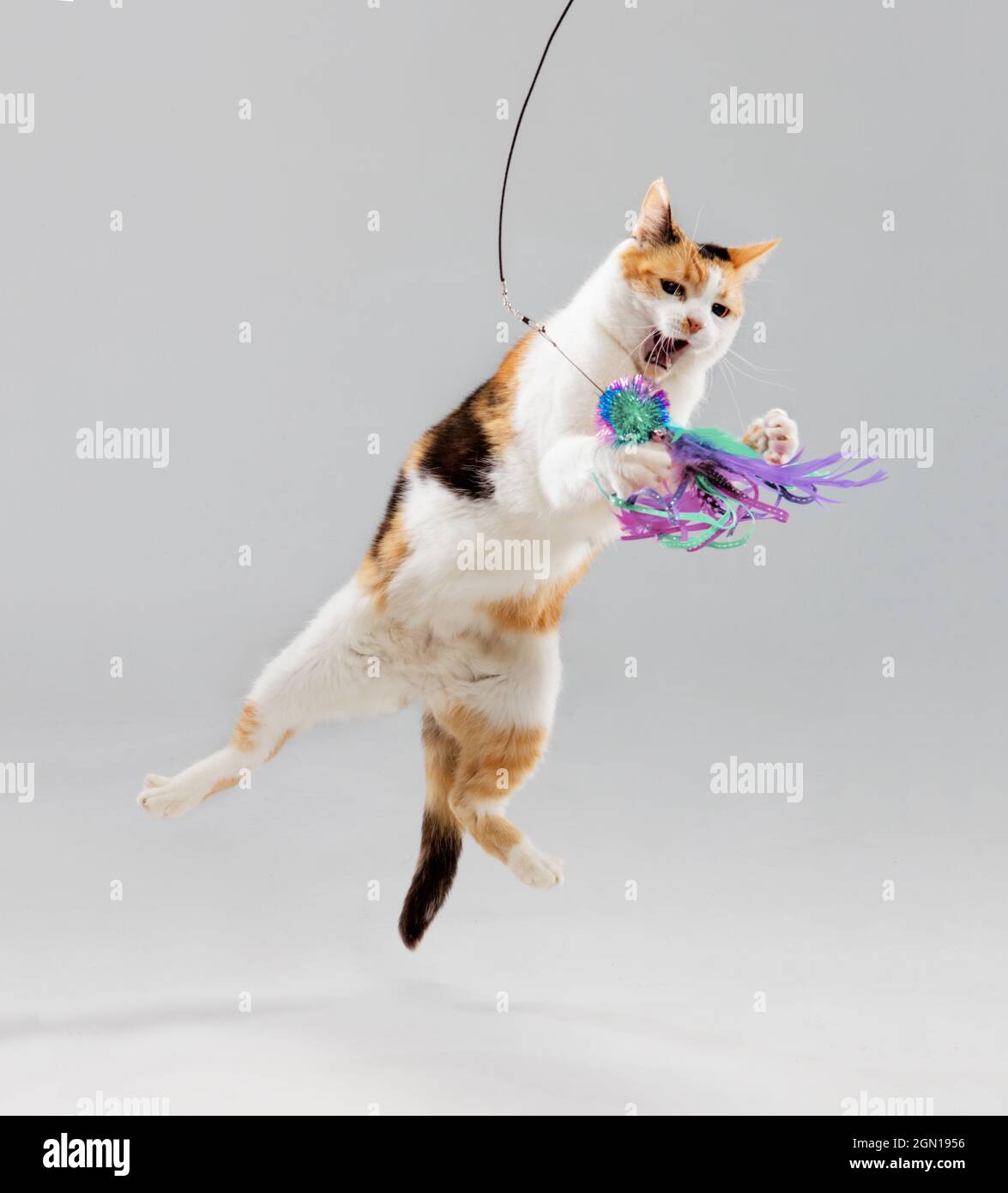 Ganzkörperaufnahme einer Calico-Katze im Studio, die in der Luft springt und ein farbenfrohes Spielzeug angreift. Stockfoto