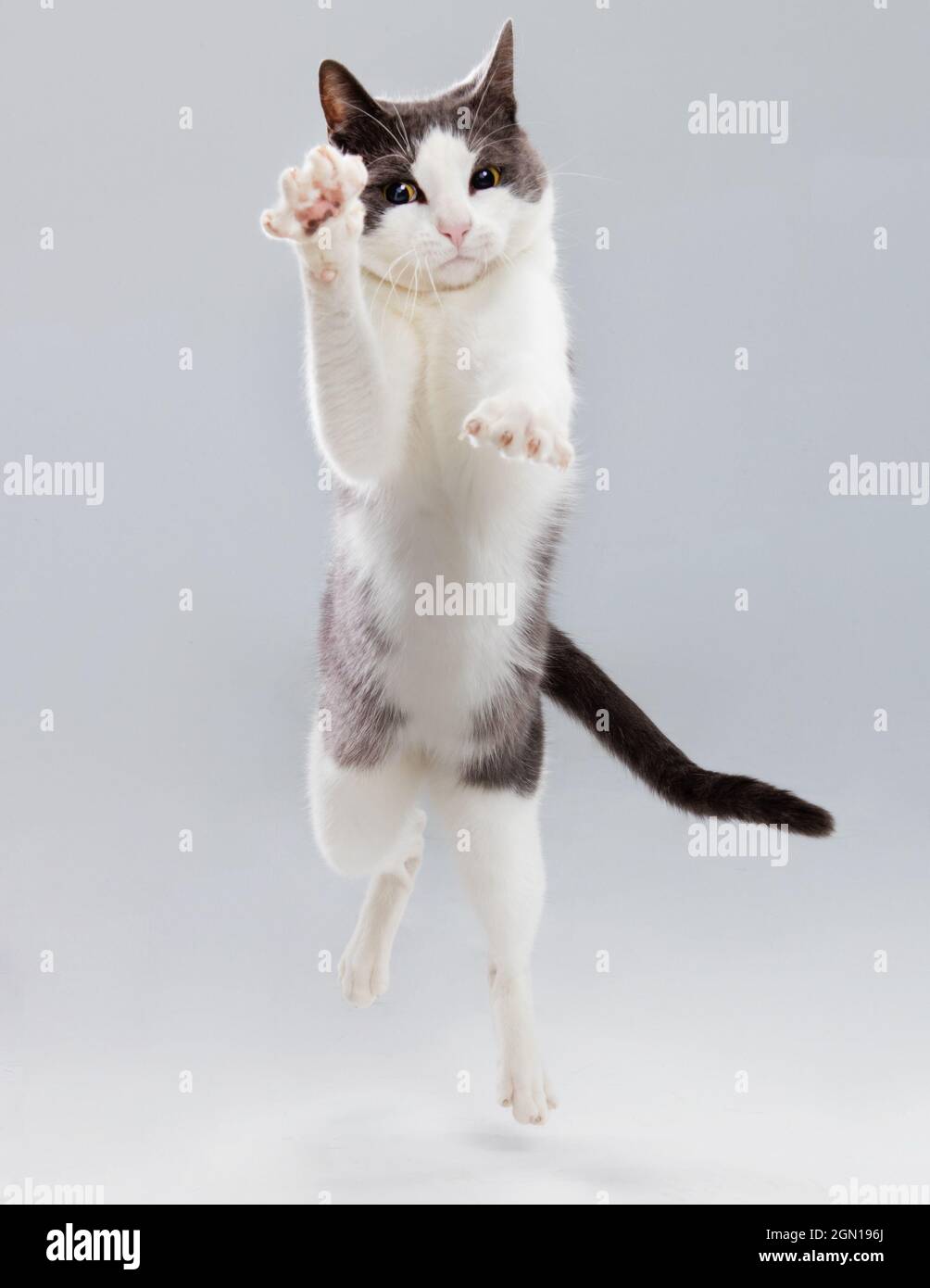 Studiofoto einer grauen und weißen Katze, die mit konzentriertem Ausdruck auf die Kamera fällt. Stockfoto