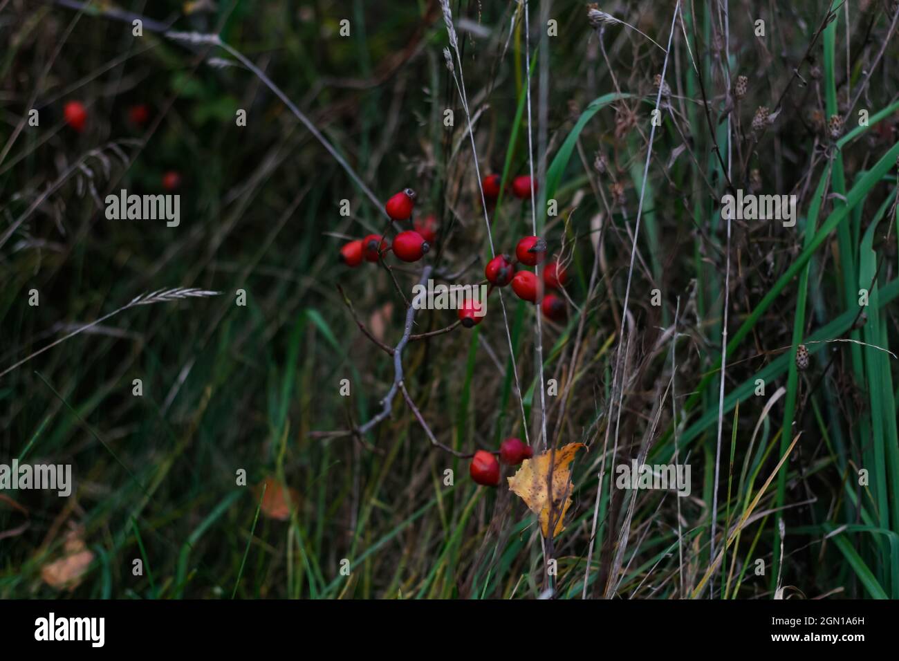 Unschärfe viele rote reife Beeren auf dünnen Buschzweigen in Park oder Wald. Holly Pflanze, ilex verticillata, auf Herbstwald. Nahaufnahme mit grüner Struktur. Kraut Stockfoto