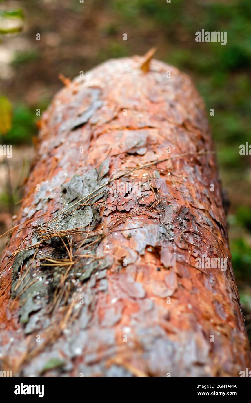 Unschärfe-Textur von Baumrinde. Baumstamm aus Kiefern im Herbstwald. Säge Holz. Säge Schnitt einer großen Kiefer. Natur Holz draußen, im Freien. Draufsicht. V Stockfoto
