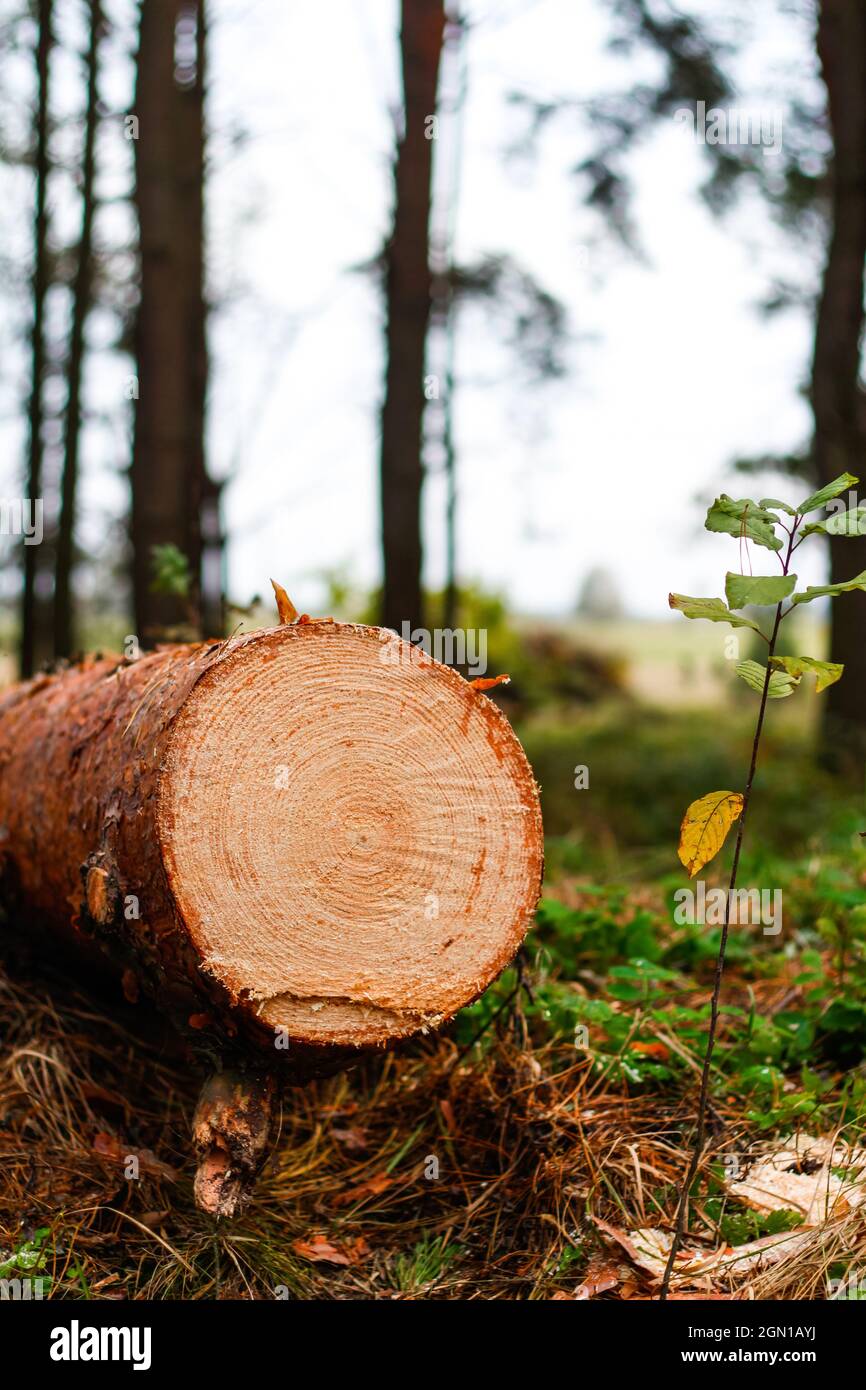 Unschärfe log von Kiefern im Herbstwald. Säge Holz. Säge Schnitt einer großen Kiefer. Natur Holz draußen, im Freien. Vertikal. Sägewerk-Industrie. Aus o Stockfoto