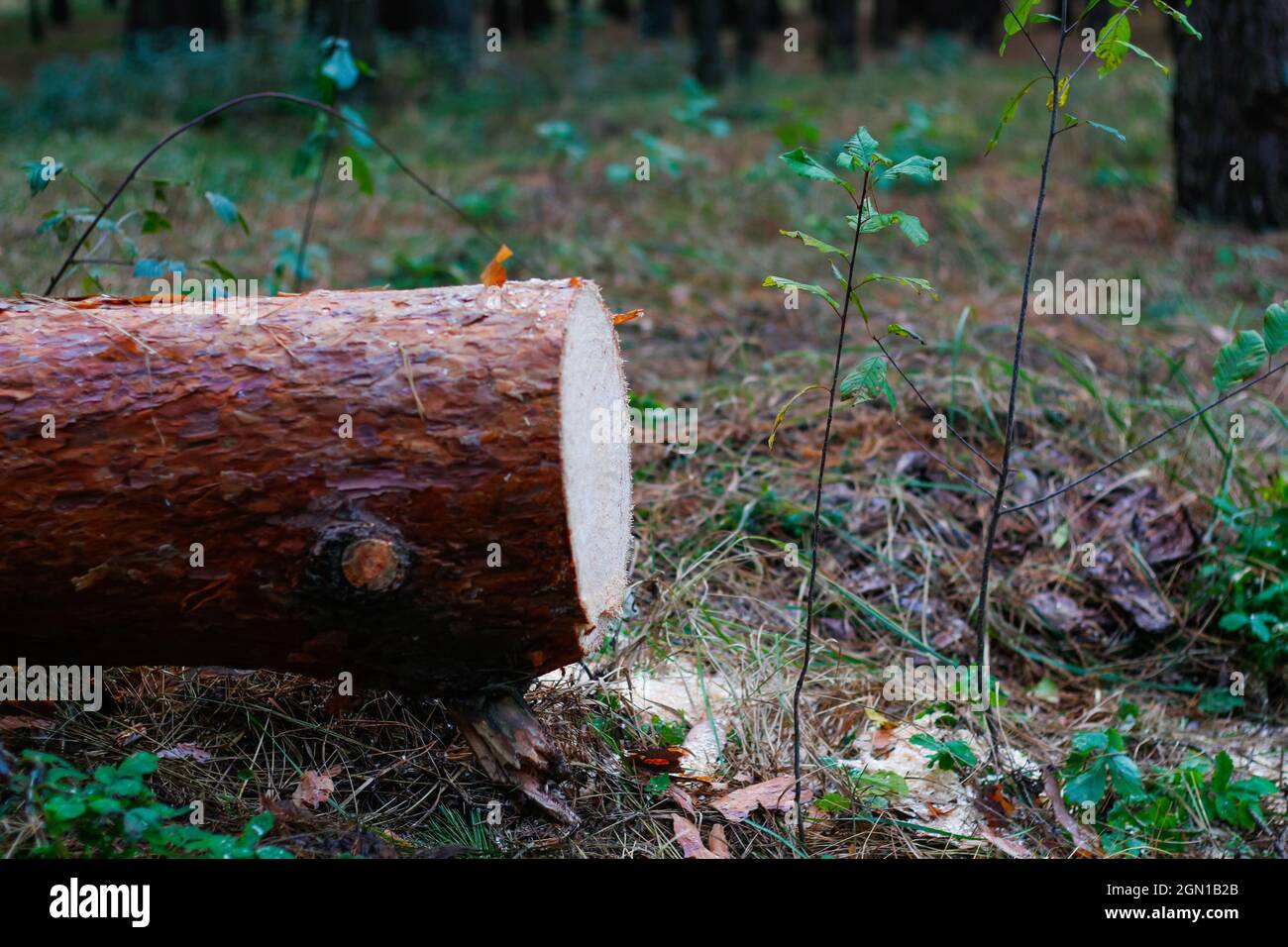 Unschärfe log von Kiefern im Herbstwald. Säge Holz. Säge Schnitt einer großen Kiefer. Natur Holz draußen, im Freien. Seitenansicht. Sägewerk-Industrie. Aus Stockfoto
