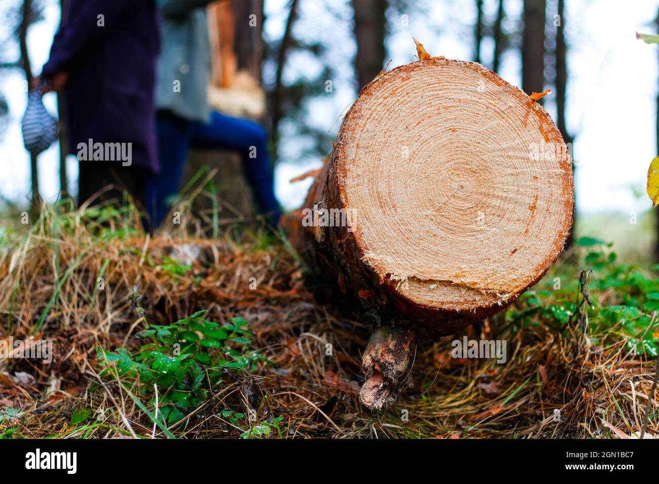 Unschärfe-Nahaufnahme Baumstamm von Kiefern im Herbstwald. Säge Holz. Säge Schnitt einer großen Kiefer. Natur Holz draußen, im Freien. Menschen Silhouetten Stockfoto