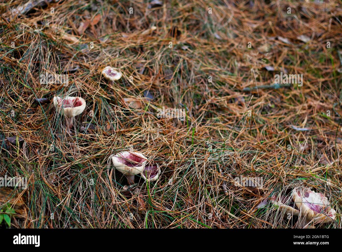 Unschärfe-Gruppe von roten Täubling-Pilzen zwischen trockenem Gras, Blättern und Nadeln. Essbare Pilze wachsen im grünen Wald. Boletus versteckt sich im Boden. Oben Stockfoto