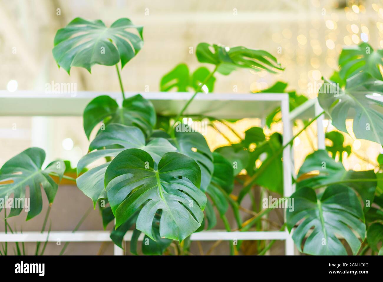 monstera adansonii ranken Monstera Adansonii — Dutch Growers Regina