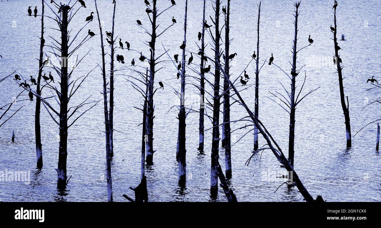 Viele Vögel Holz Enten auf Bäumen silhouetted in der Nähe von See Wasser Stockfoto