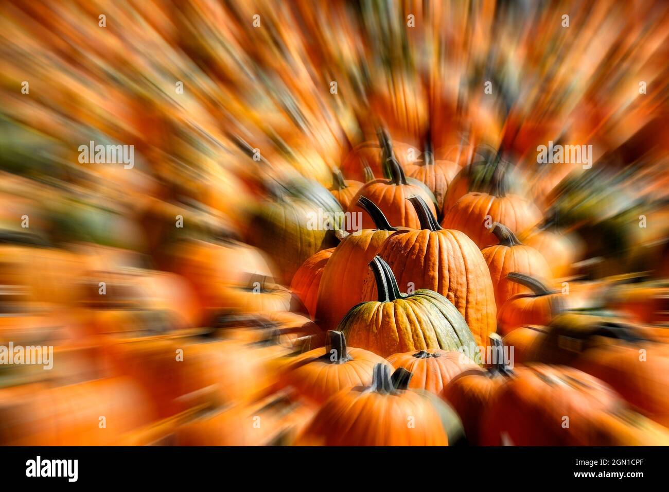 Roks von reifen Kürbissen in hellem Sonnenlicht geerntet im Herbst orange Herbst Zoom verschwimmen Stockfoto