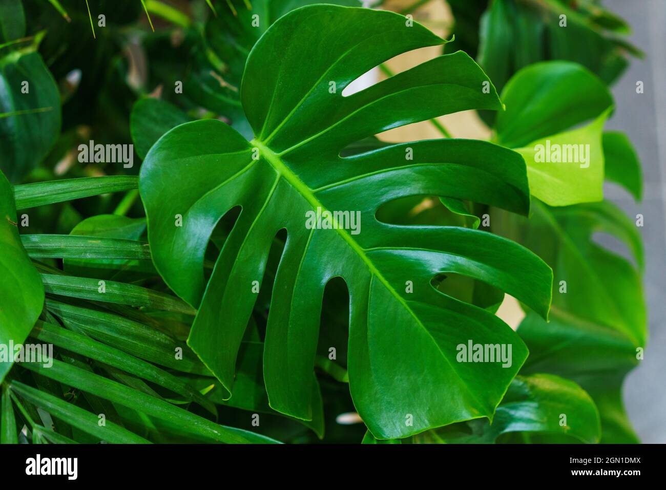 Schne und ungewhnliche Monstera Bltter vor dem Hintergrund anderer  grner Pflanzen und ste. Monstera thai Sternbild bunt schnen Laub  tropischen Pflanzen Stockfotografie - Alamy