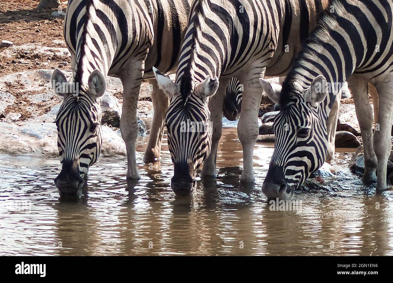 Aufnahme von drei Zebras, die Wasser aus einem Wasserloch tranken Stockfoto