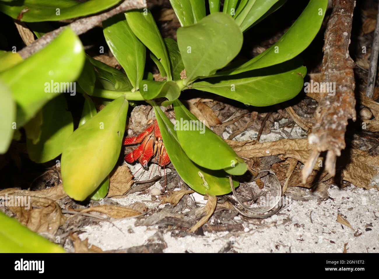 Rote Einsiedlerkrebe in einer Schale unter einem Busch Stockfoto