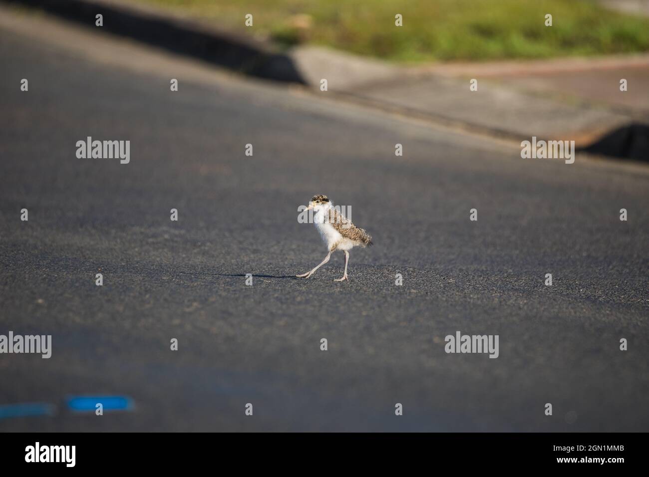 Baby maskierte Kiebitz gehen auf grünem Gras. Stockfoto