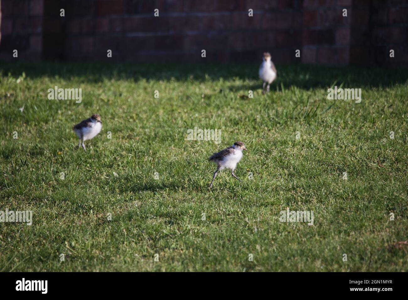 Baby maskierte Kiebitz gehen auf grünem Gras. Stockfoto