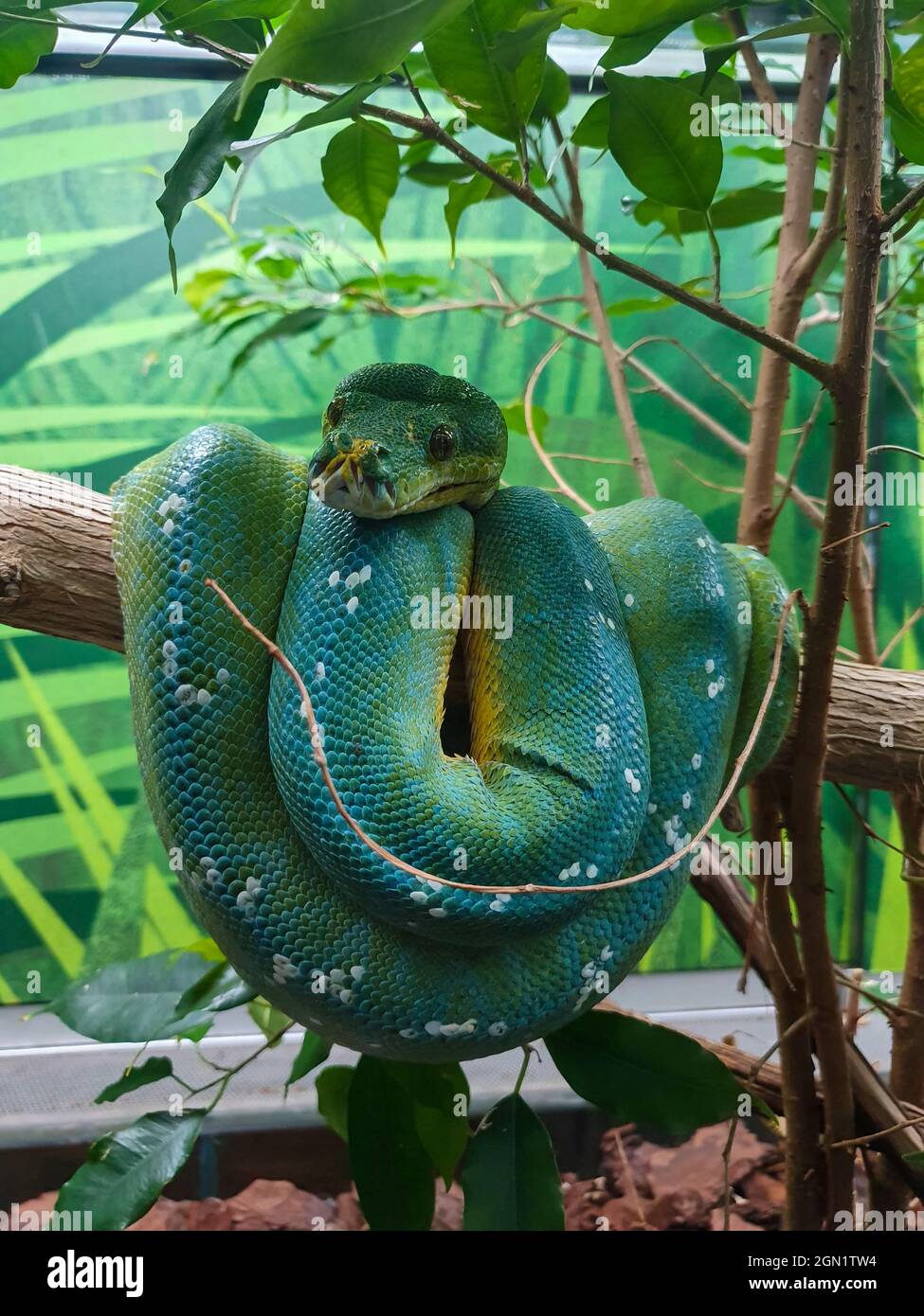 Vertikale Aufnahme einer Green Tree Python auf dem Ast Stockfoto
