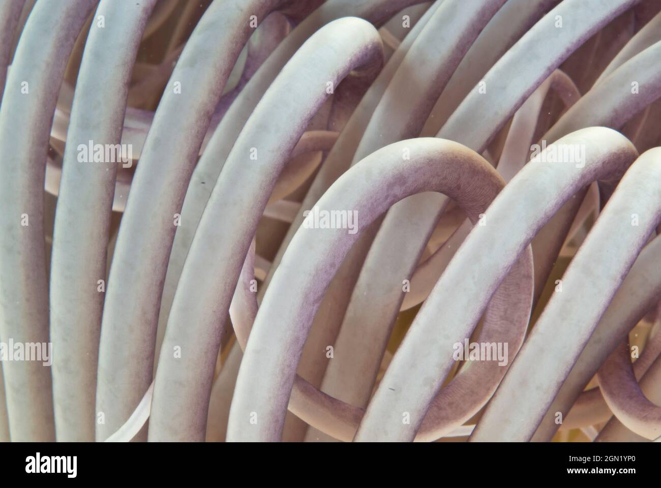 Röhrenanemon (Pachycerianthus sp.) lebt in sandverkrusteten Schleimhäuten, die in weichen Sedimenten vergraben sind. Wenn es gestört ist, kann es seinen Körper gut in den zurückziehen Stockfoto