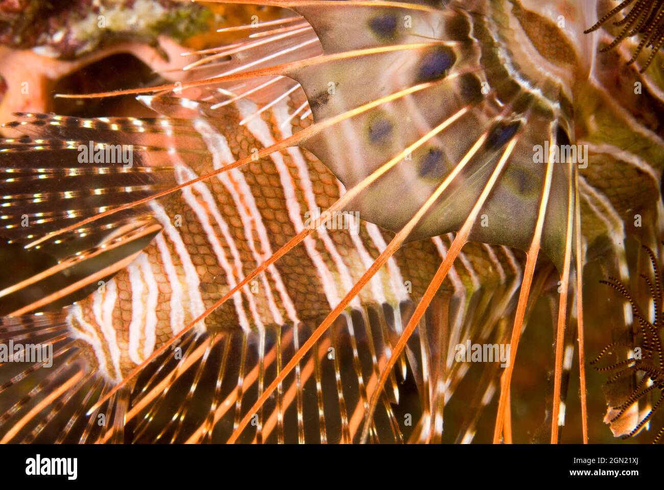 Breitbarred-Glühwürmchen (Pterois antennata), giftige Rückenstacheln, die einen extrem schmerzhaften Stich verursachen können. Der Fisch verwendet seine fächerähnlichen Brustflossen Stockfoto