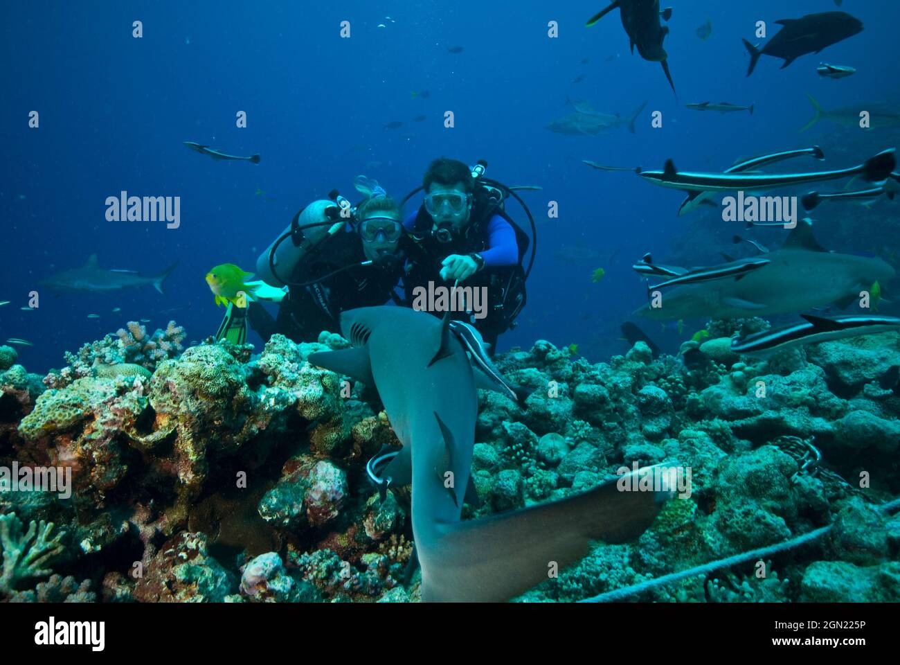 Weißspitzenriffhai (Triaenodon obesus) und die Taucher Mimi MacPherson und Richard Fitzpatrick. Osprey Reef, Korallenmeer, Australien Stockfoto