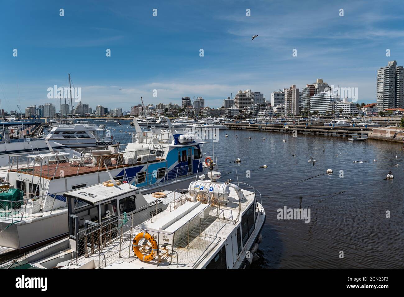 Ausflugsboote in der Marina mit der Skyline der Stadt dahinter, Punta del Este, Maldonado Department, Uruguay, Südamerika Stockfoto