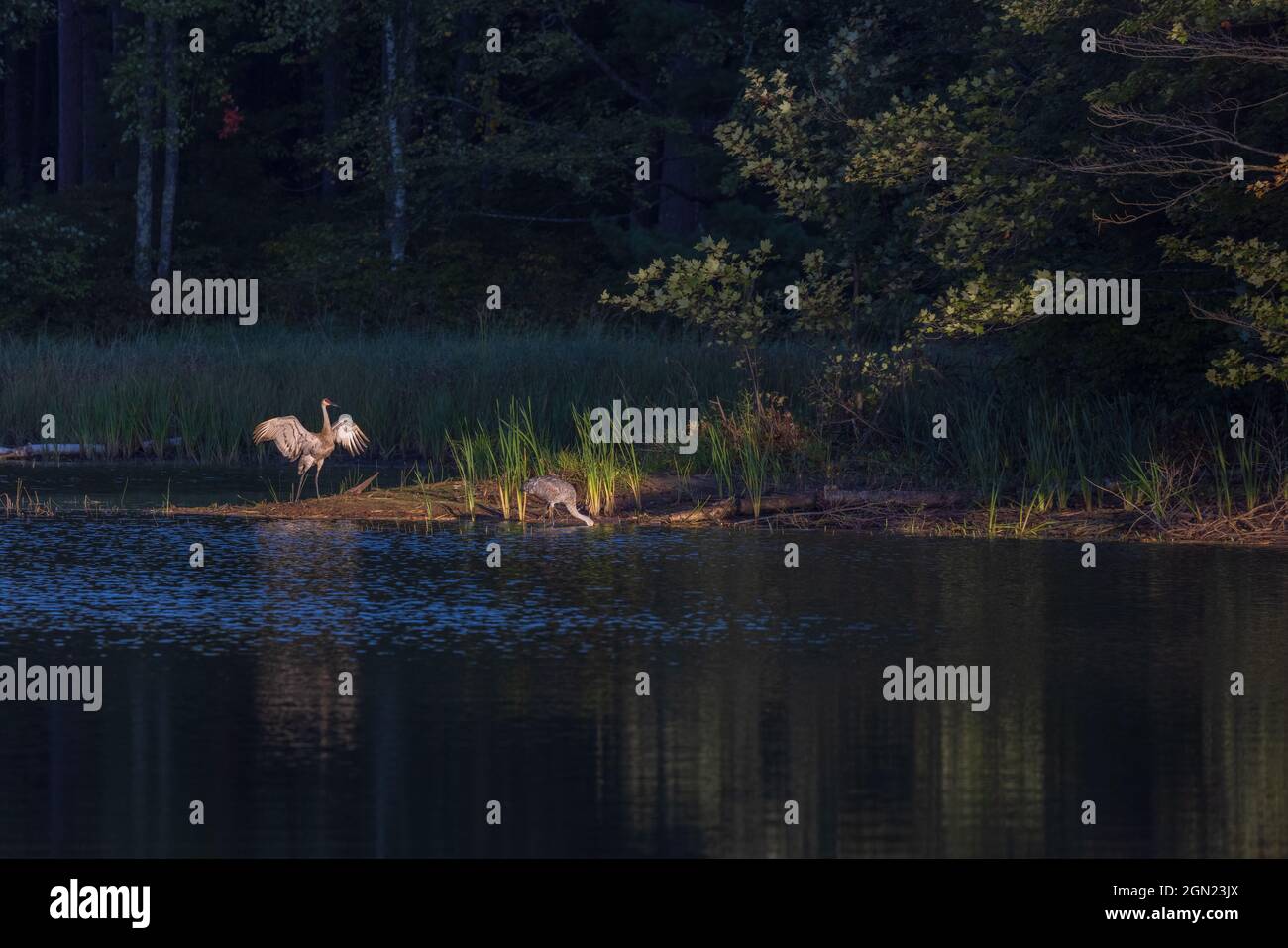 Sandhill Kräne im Norden von Wisconsin. Stockfoto