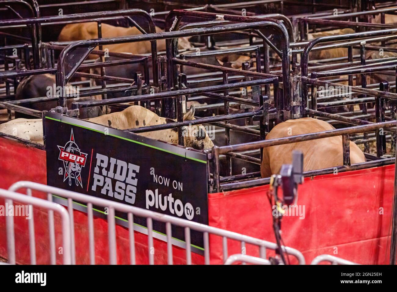 Newark, USA. September 2021. Bulle in einem Bullpen während der Professional Bull Riders 2021 Entfesseln Sie das Beast-Event im Prudential Center in Newark. (Bild: © Ron Adar/SOPA Images via ZUMA Press Wire) Stockfoto