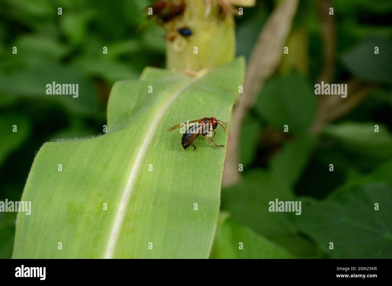 Nahaufnahme der orangefarbenen schwarzen Ameise Insekt halten auf Maiskolben Pflanzenblatt über unscharf grün braunen Hintergrund. Stockfoto