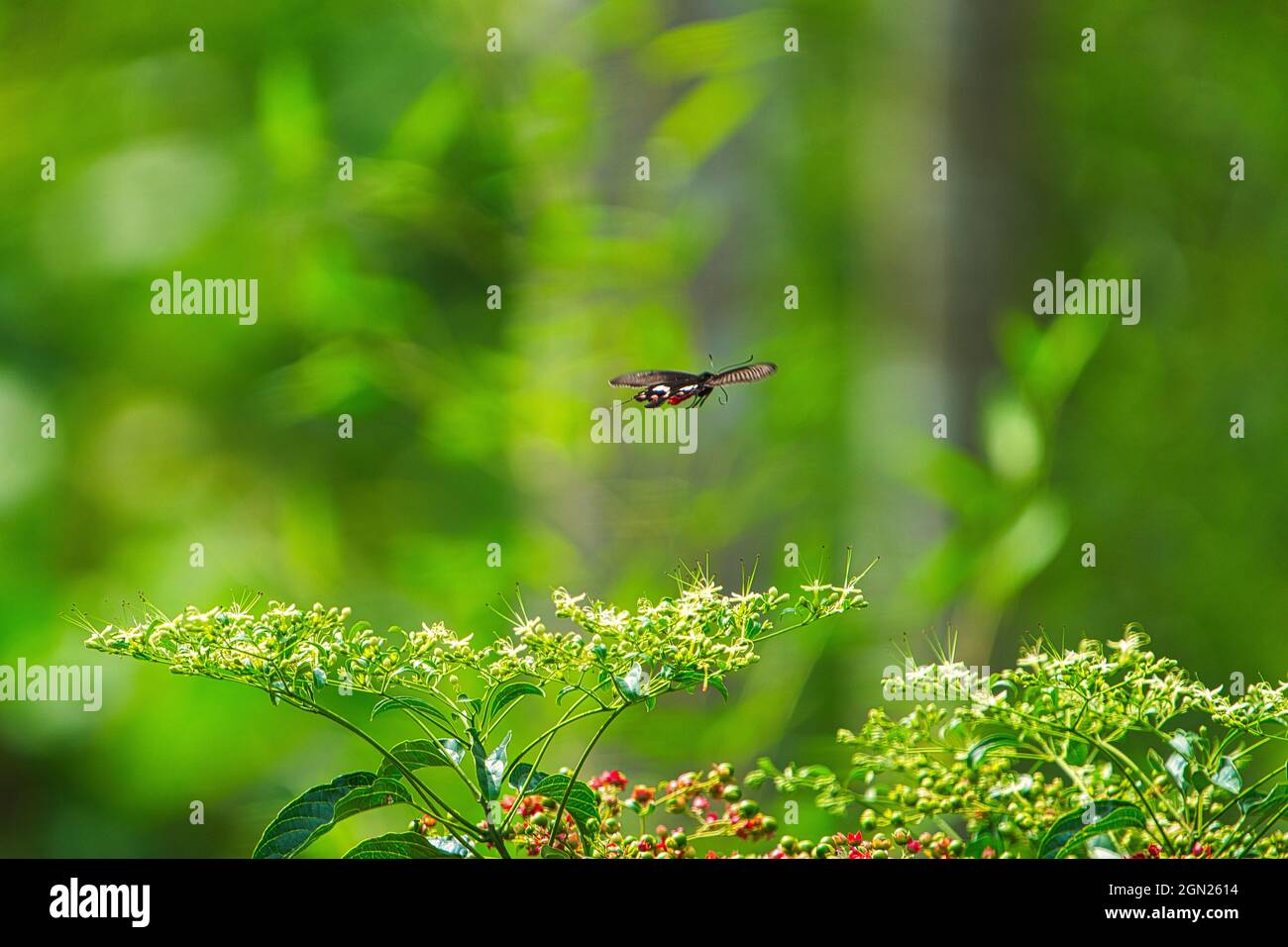 Der Schmetterling im Flug. Es hat einen roten Körper und schwarz-weiße Flügel. Bihushan Tea Garden, Meishan Township. Chiayi County, Taiwan. Sept. 2021 Stockfoto