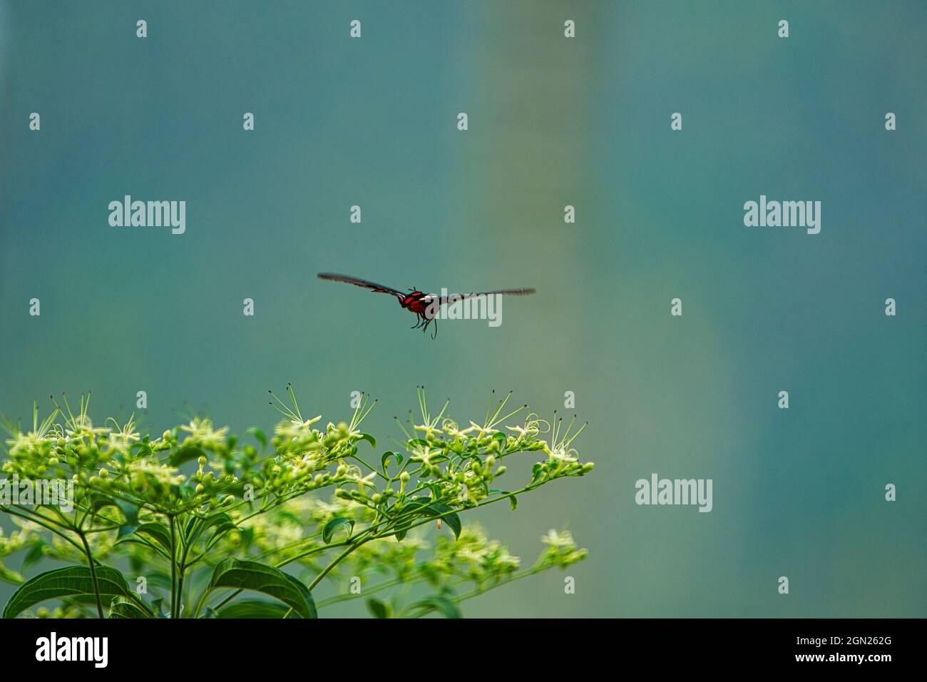 Der Schmetterling im Flug. Es hat einen roten Körper und schwarz-weiße Flügel. Bihushan Tea Garden, Meishan Township. Chiayi County, Taiwan. Sept. 2021 Stockfoto