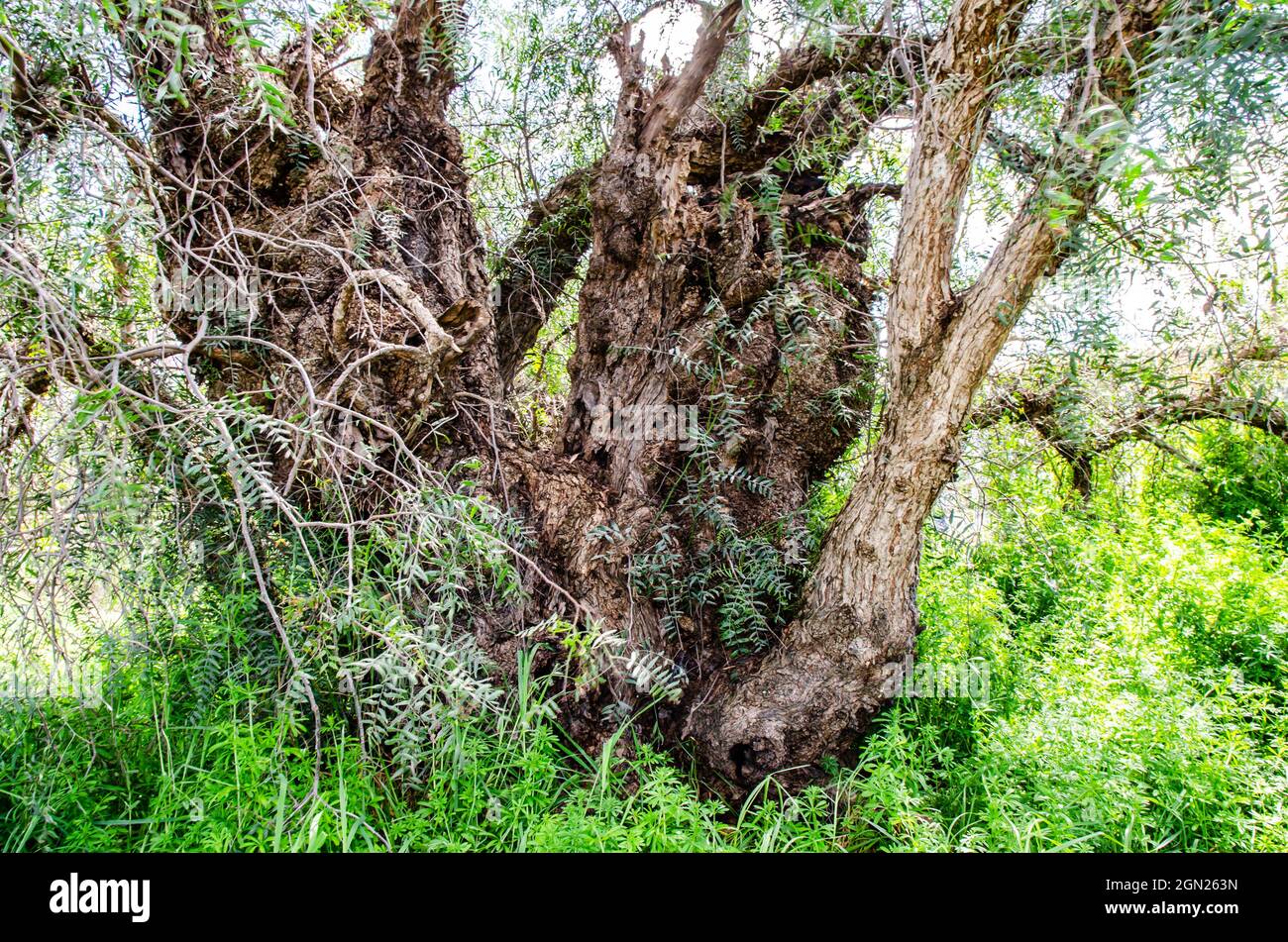 Pfefferbaum, Schinus molle. Stockfoto