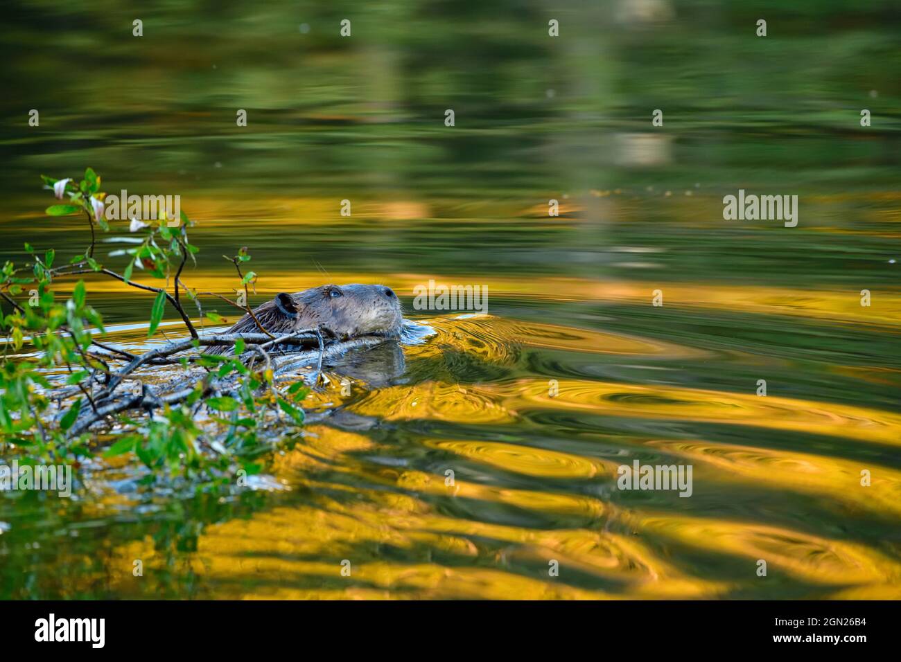 Eine Nahaufnahme eines erwachsenen Bibers 'Castor canadensis', der eine frisch geschnittene Weidenzweige in seinen Biberteich im ländlichen Alberta zu seinem Futterstapel schleppt Stockfoto