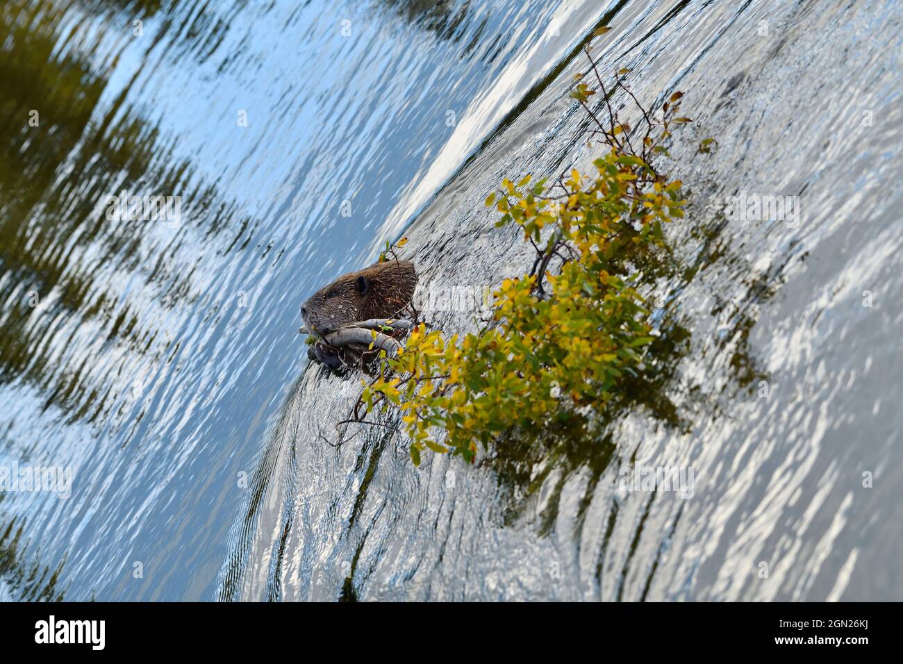 Ein ausgewachsener Biber, „Castor canadensis“, schleppt eine frisch geschnittene Weidenspröße zu seinem Futterstapel in seinem Biberteich im ländlichen Alberta, Kanada. Stockfoto