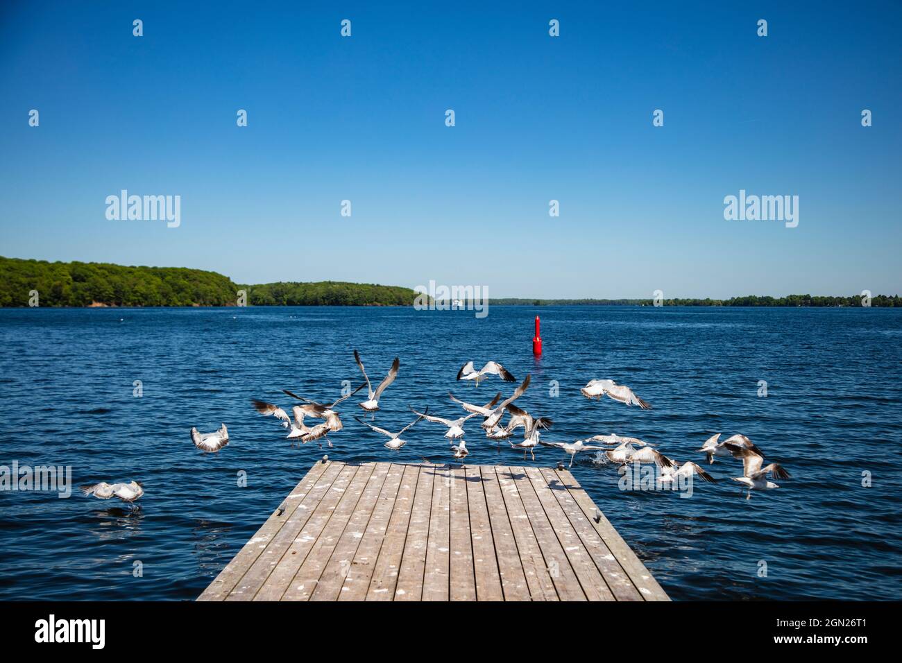 Möwen fliegen vom Anleger Westport Marina am Big Rideau Lake, Westport, Ontario, Kanada, Nordamerika Stockfoto